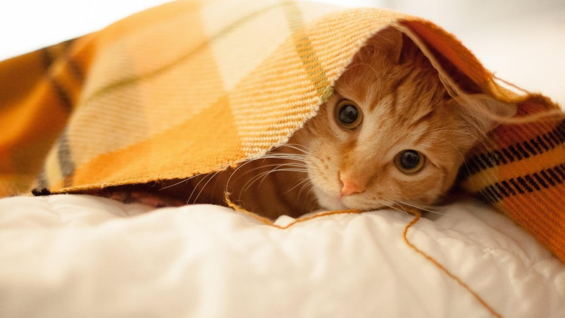 “SHO-CHAN Run 2025:跑者狂热,香港再掀赛事高潮”