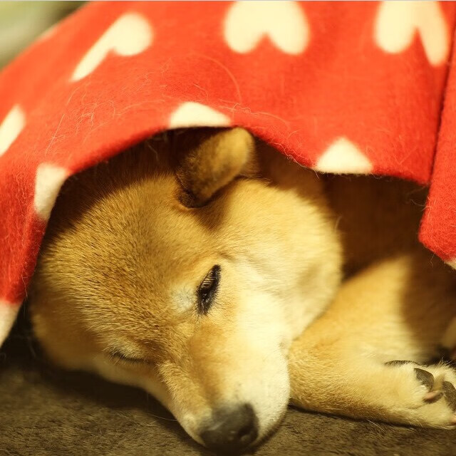 中国男篮强化终结能力应对关键时刻压力,中国男篮最新规则