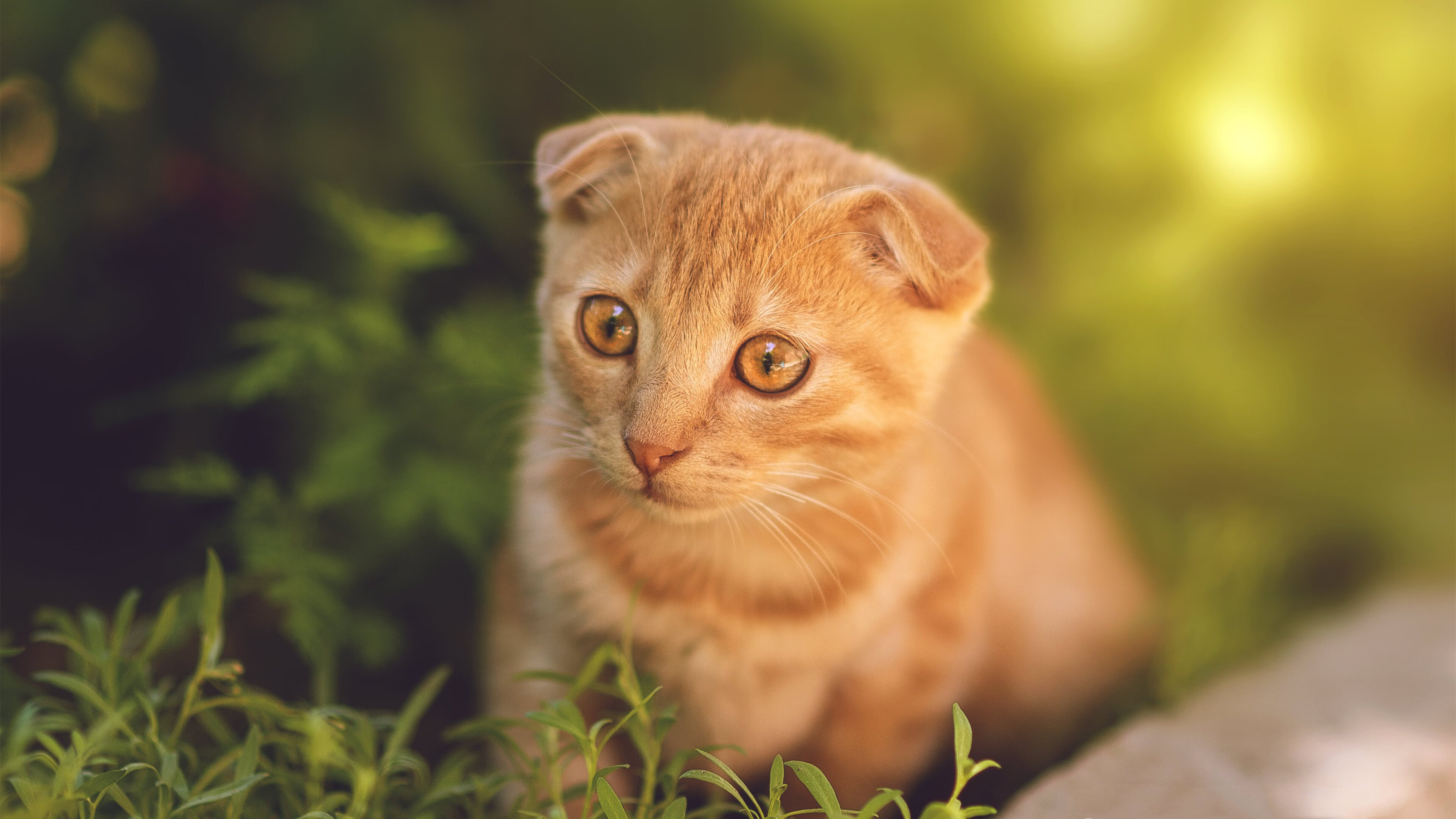 中国男篮集训名单公布新人云集引热议,中国男篮集训队