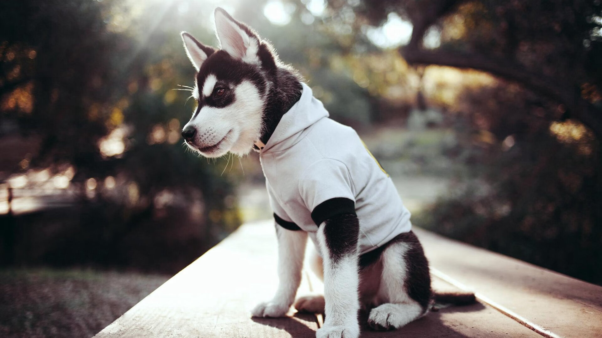 乐鱼体育平台登录-中国香港队在国际乒联混合团体世界杯中的团队协作与战略执行，香港乒乓球队厉害吗