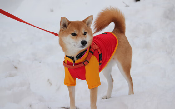 乐鱼体育app下载地址-本菲卡边锋多次撕裂防线，本菲卡边后卫