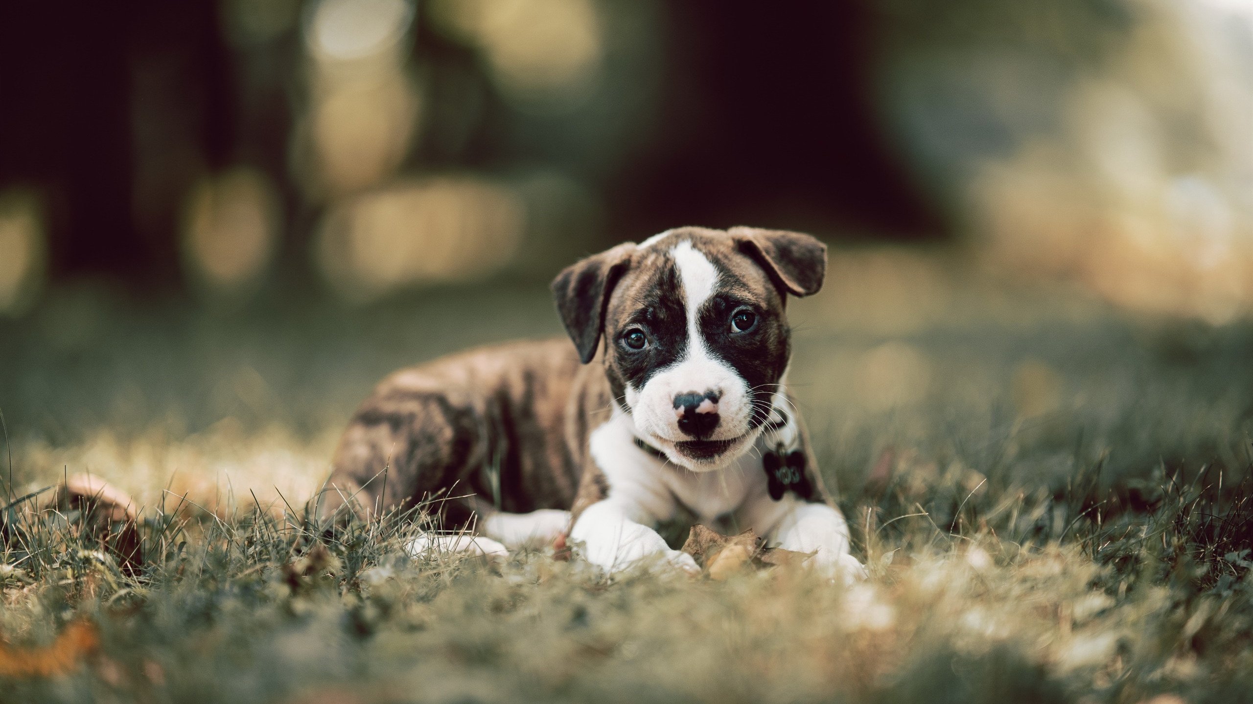 乐鱼体育app官网-男子仰泳后程发力更强劲，男子仰泳世界纪录