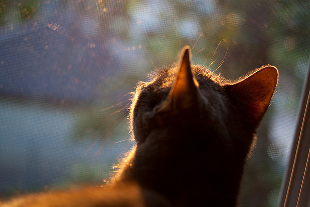 短道速滑新赛季训练注重爆发力与节奏控制,短道速滑新规则