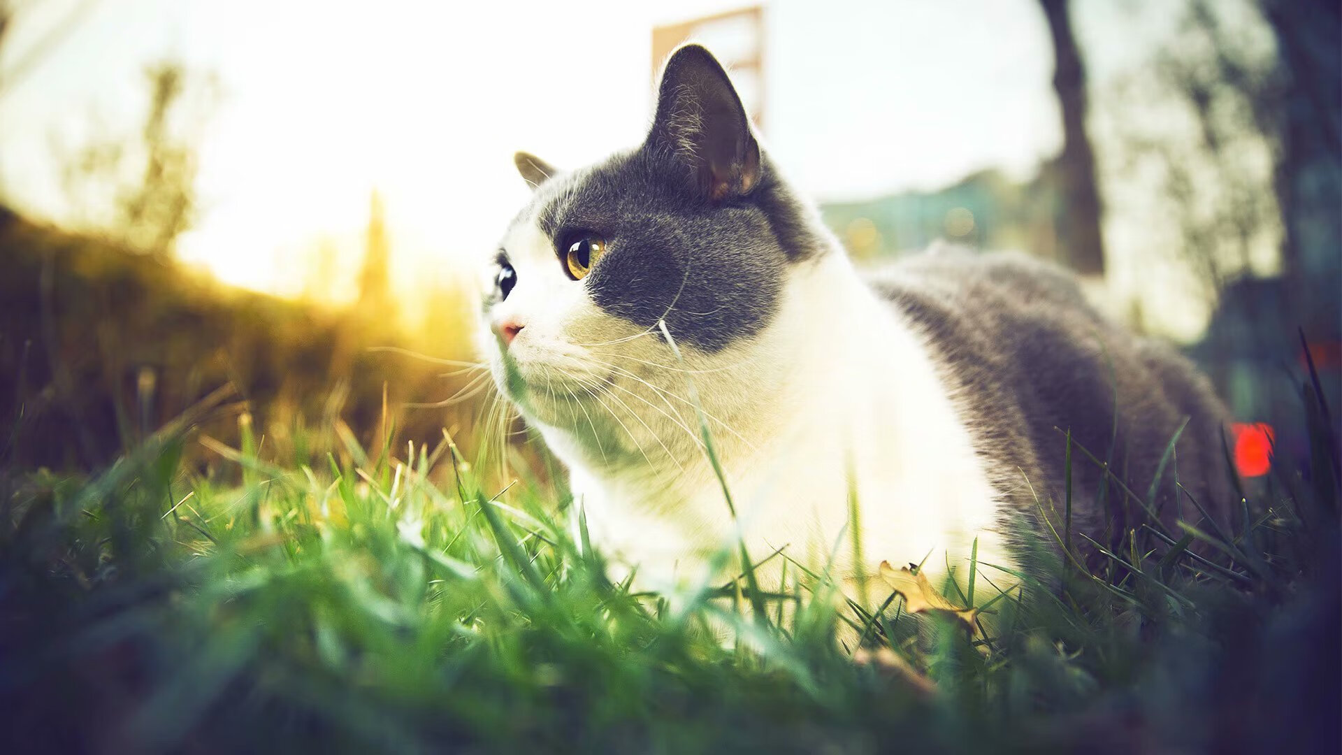 罗马反击战术成功打出制胜进球,反抗罗马