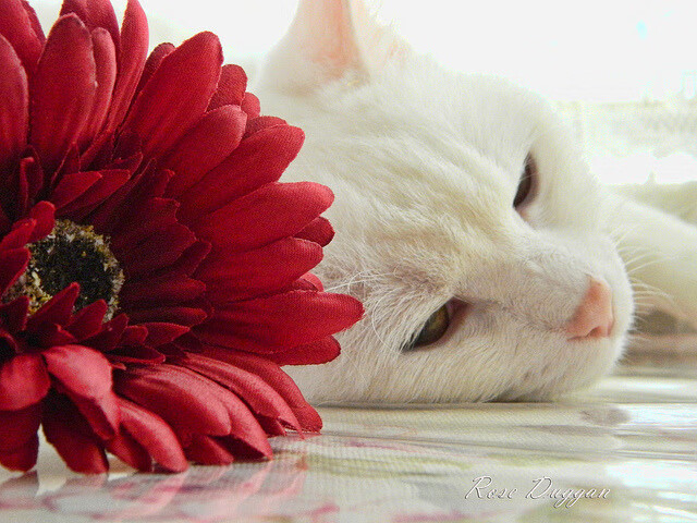 自由搏击教学视频进入教育短视频平台,自由搏击教学app