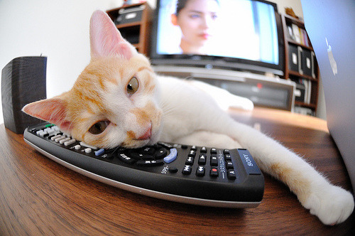 乔·莫伊:用强硬的身体和超高的scrum技巧,为全黑队赢得胜利,乔伊简介