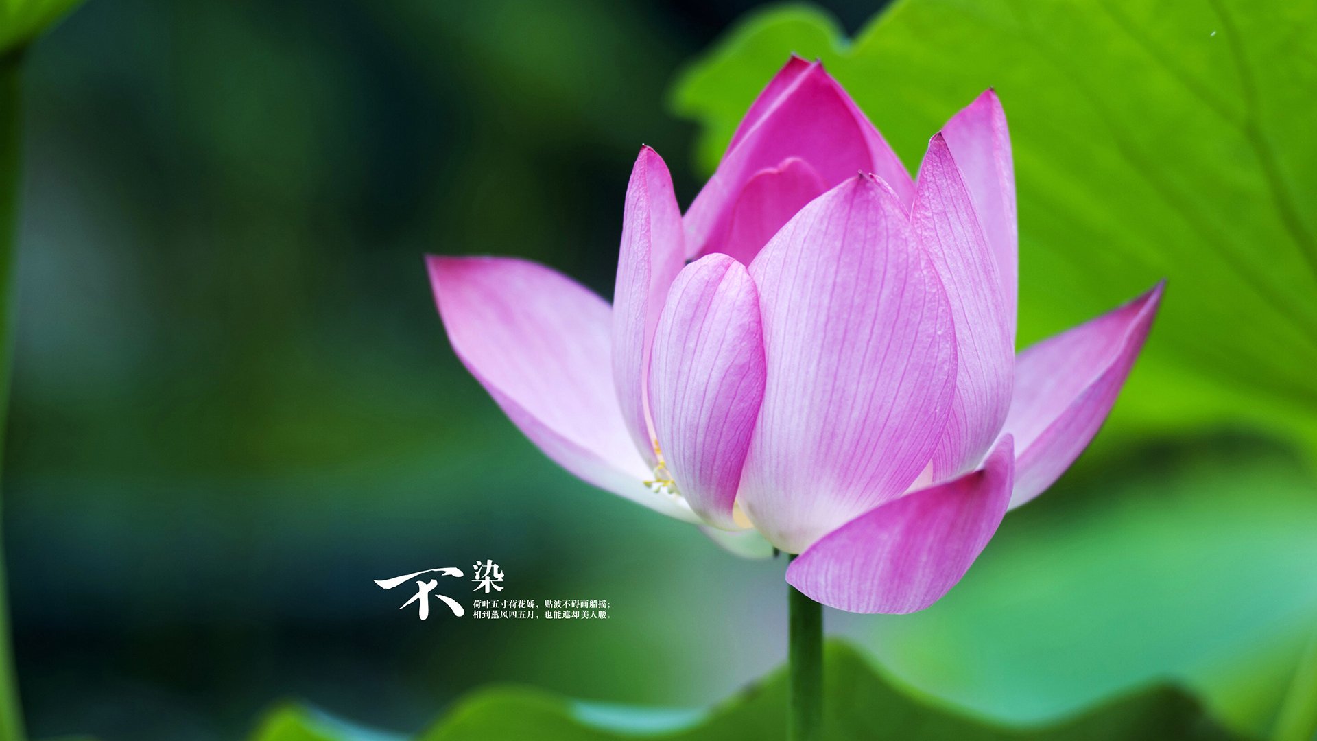 南非羚羊队：他们的“死守反击”战术让对手难以破局