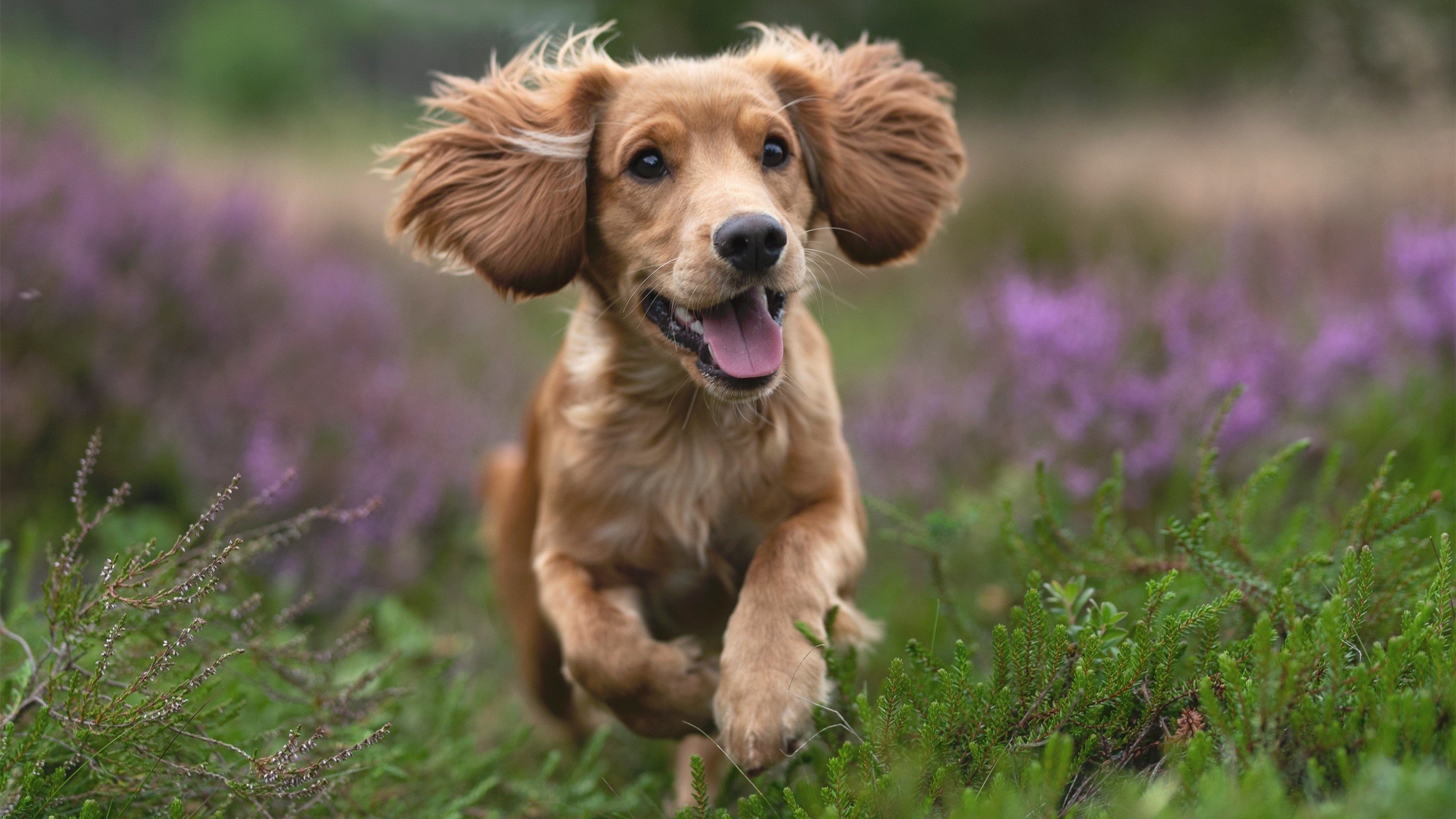 国际橄榄球联盟发布发展蓝图,国际橄榄球的标准规则