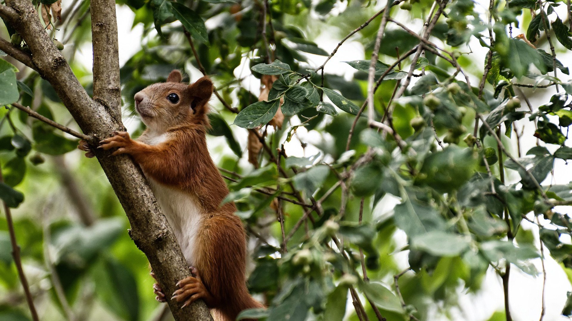 外援集中亮相CBA揭幕战表现抢眼拉动全场观赛热情，cba2022外援