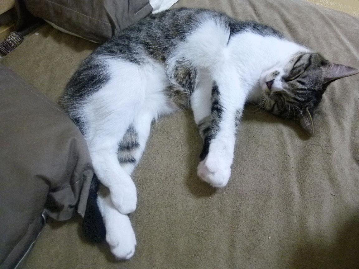 巴西队在美洲预赛中领先,晋级形势乐观