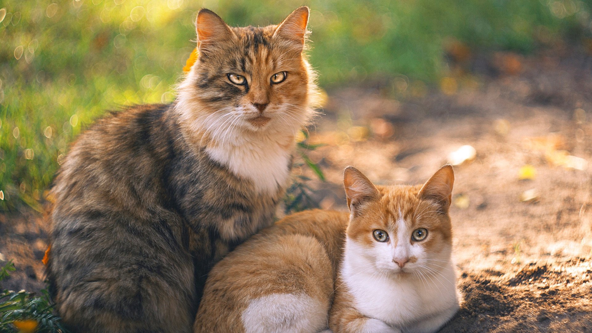 德克斯女子200米蝶泳决赛精彩纷呈,女子200米蝶泳决赛视频回放