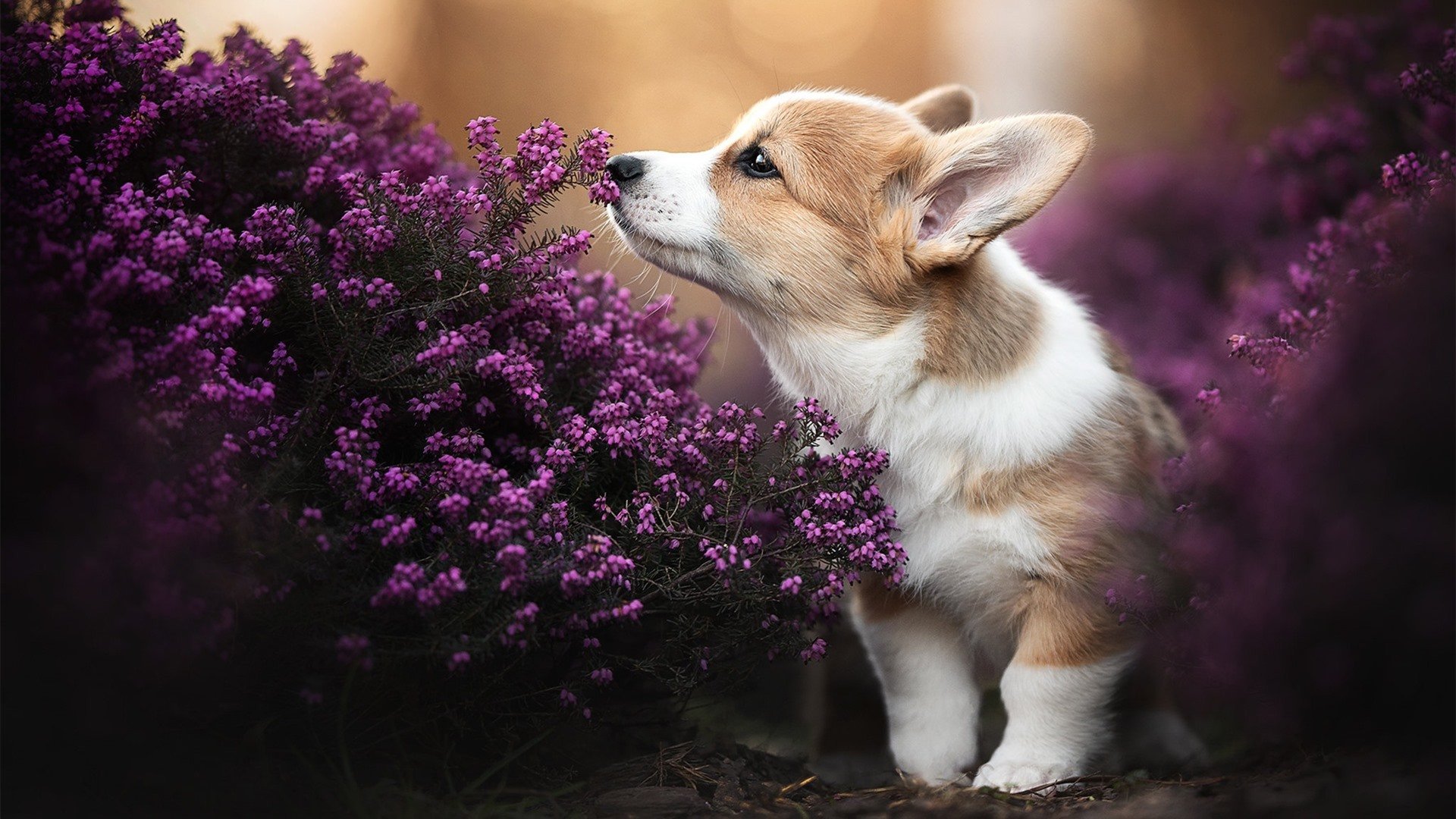 斯洛伐克女篮在欧洲锦标赛中取得优异成绩，冲击奖牌