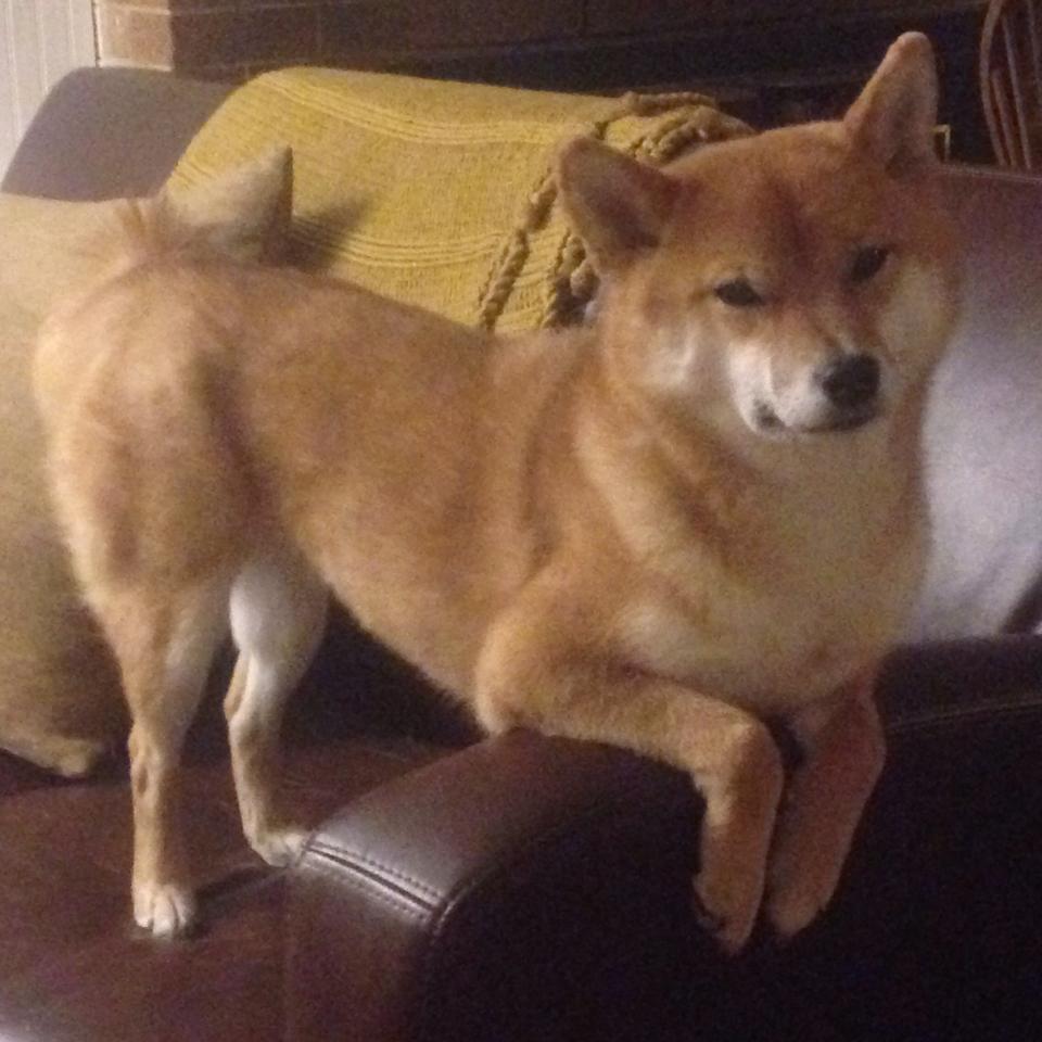 朱婷赛场动作精准展现高水平,朱婷最精彩的一场比赛视频