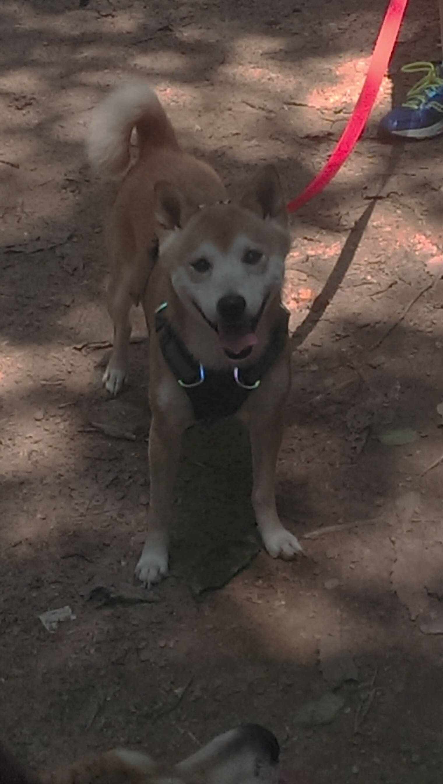 法甲战术革新:变阵引领新风口!,法甲改革