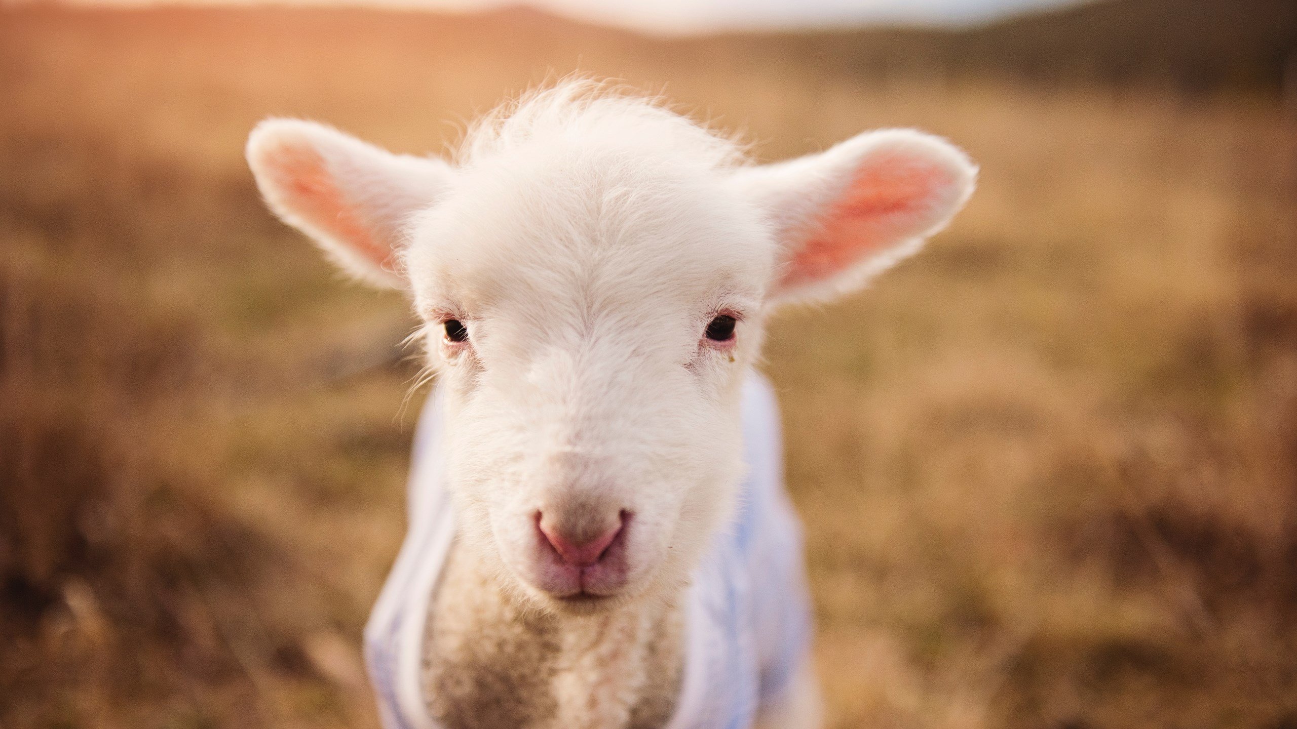 乐鱼体育app官网-西甲瓦解对手防线：一脚精彩绝杀，西甲局势分析